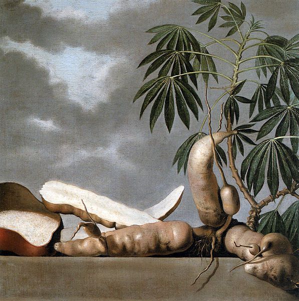 Manioc - Albert Eckhout, 1641