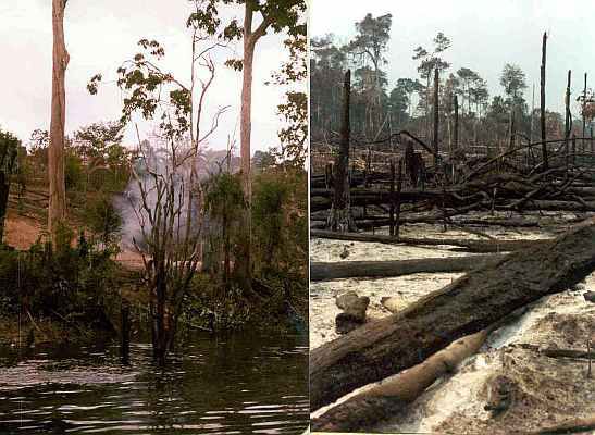 Amazon rain forest burned to the ground for small farming