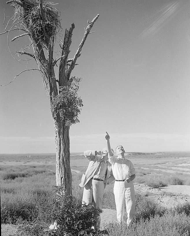 Inspecting a nest of barbed wire in Texas Dust Bowl 1936 Photo: Arthur Rothstein