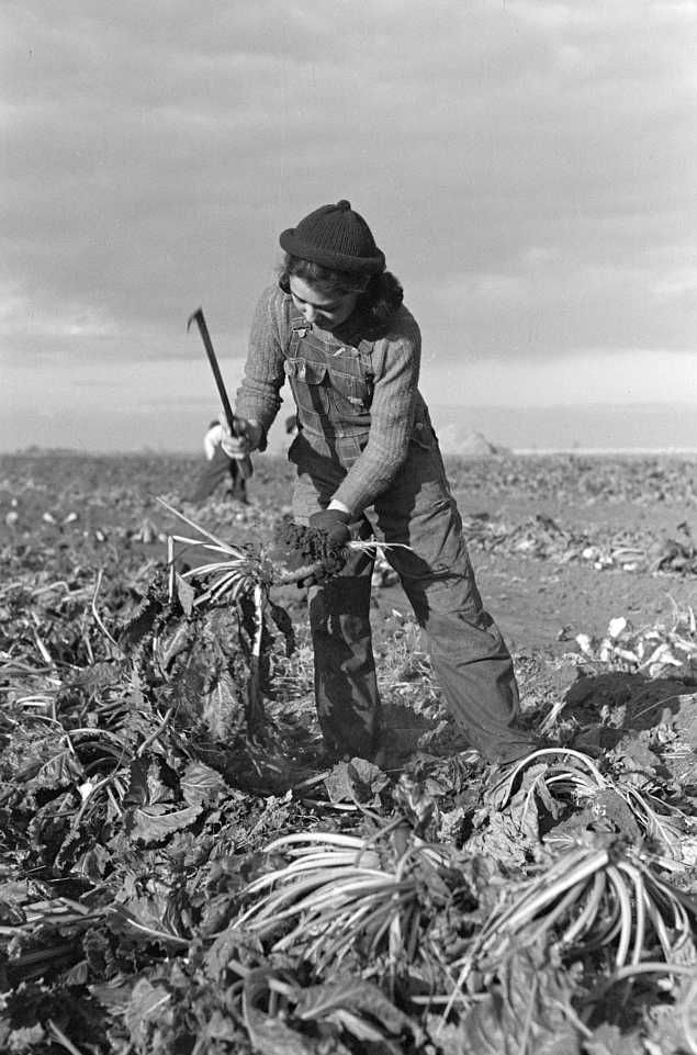 Young girl working in beet fields near Fisher, Montana Photo: Russell Lee