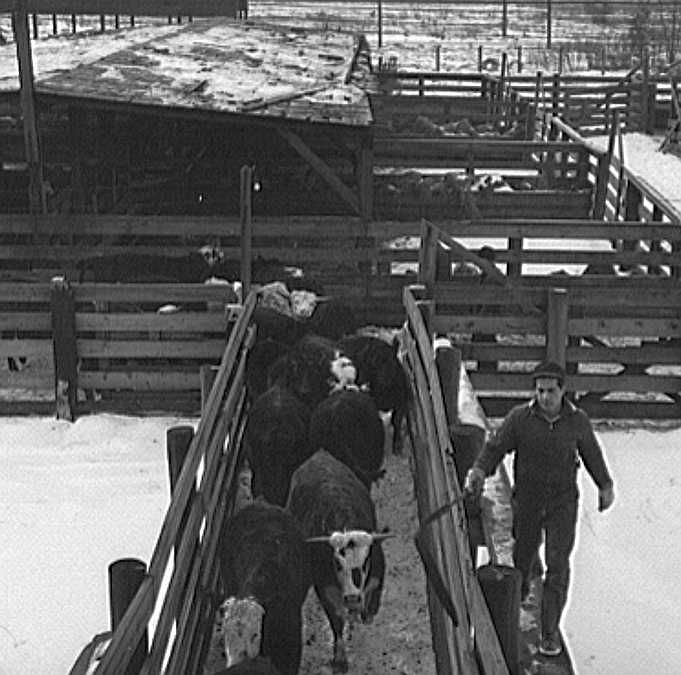 Calumet Park stockyards, for feeding, quartering and resting stock that is in transit through Chicago        Photo: Jack Delano