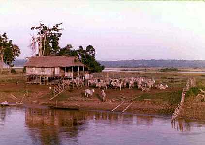 Amazon River Small Farmn Brazil Uys