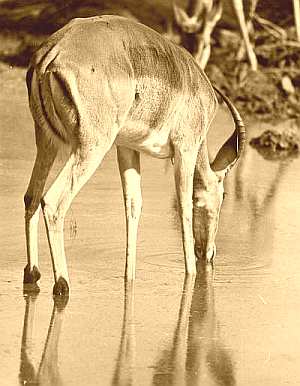 South African antelope