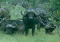 African buffalo