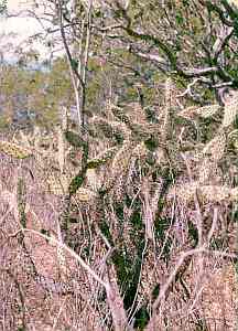 Caatinga 