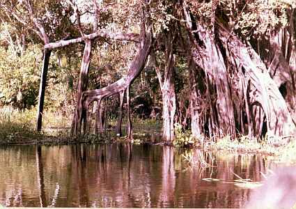 Amazon Forest Interior near Manaus Brazil Uys