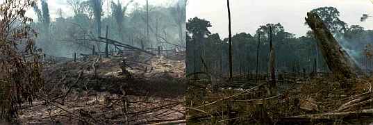 Amazon Forest Burning Brazil Uys