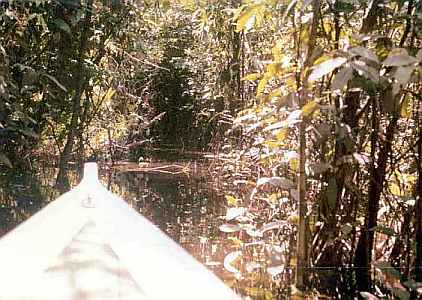 Amazon Forest Interior