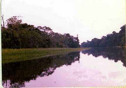 Amazon River Bank Brazil Uys