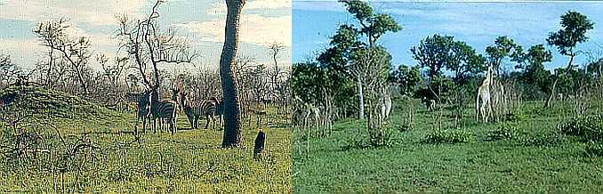 Living Veld Zebra and Giraffe