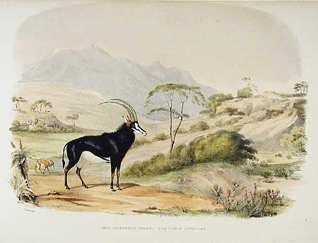 Sable antelope Cornwallis Harris 1840 from www.aradergalleries.com