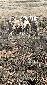 Karoo Sheep  from www.sasheepdogs.co.za