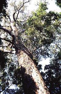 Knysna Yellowood from www.capetownskies.com