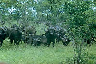 Living Veld South Africa