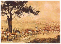 Trekbokke
