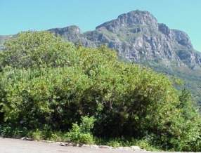 Bitter Almond Hedge planted by Van Riebeeck 1660 from Kirstenbosch Gradens website http://www.sanbi.org/