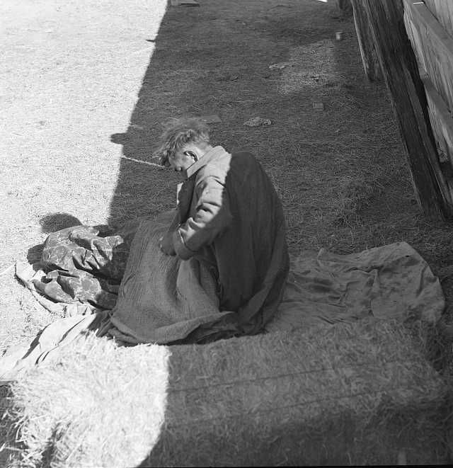Hobo wakes up early in the morning from his bed alongside a corral. Imperial Valley, California Photo: Dorothea Lange