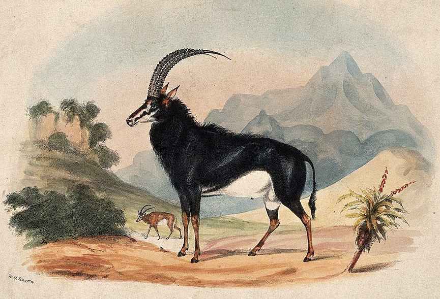 Sable antelope - William Cornwallis Harris